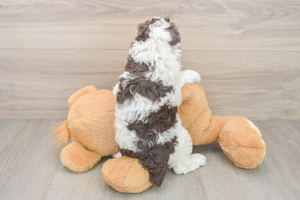 Playful Poodle Purebred Pup