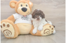 Poodle Pup Being Cute