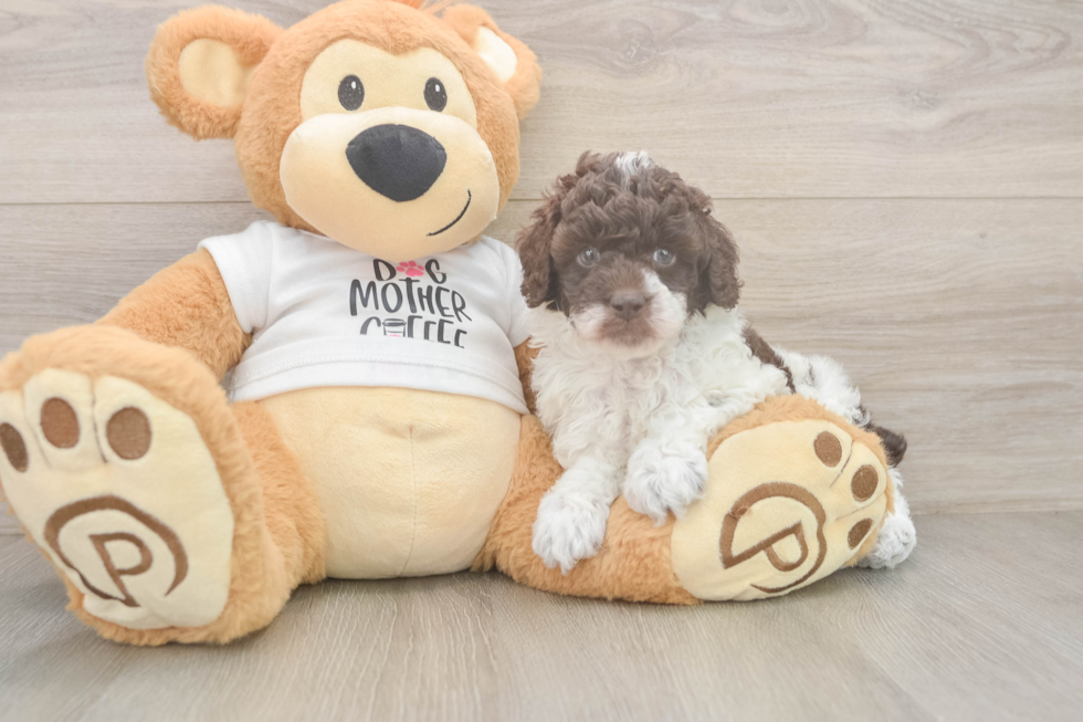 Poodle Pup Being Cute