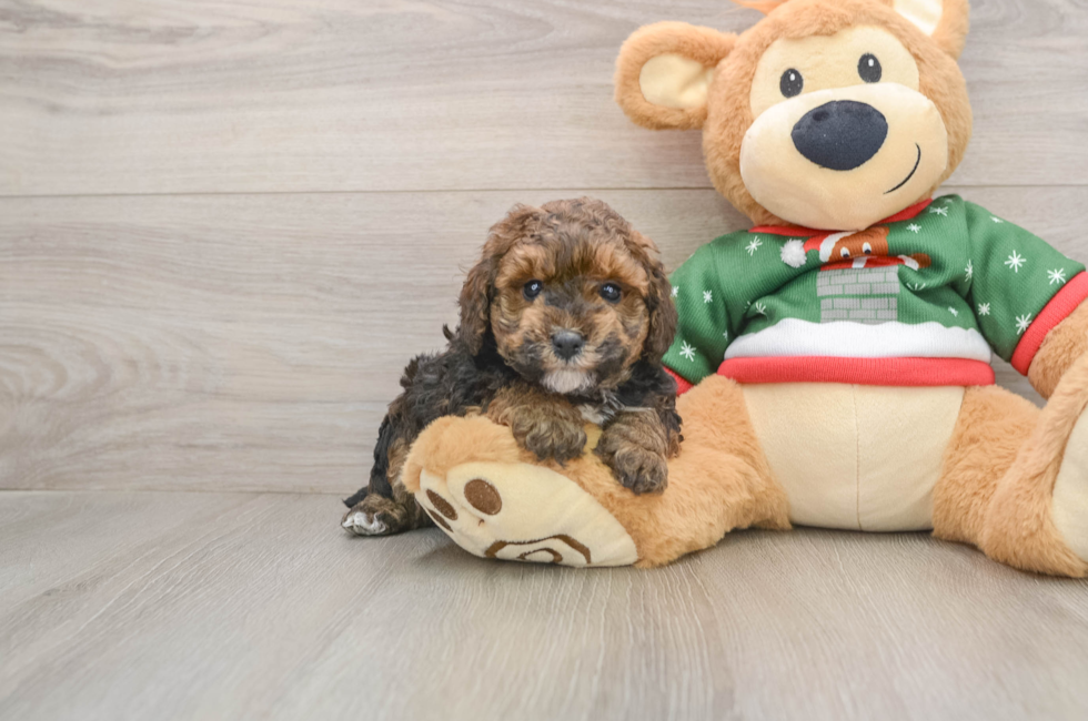 5 week old Poodle Puppy For Sale - Pilesgrove Pups