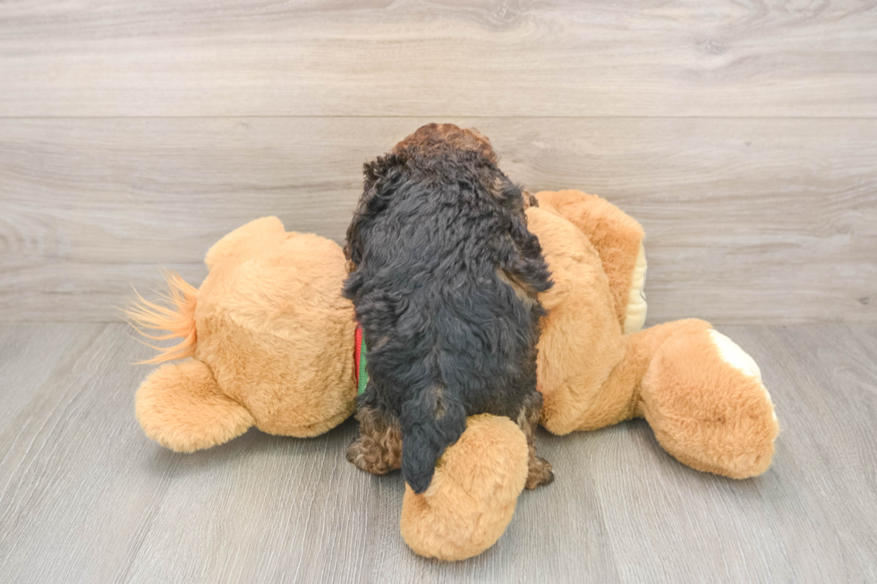 Poodle Pup Being Cute