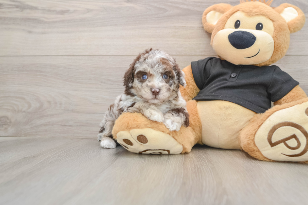 Poodle Puppy for Adoption