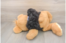 Best Poodle Baby