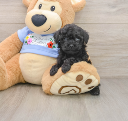 5 week old Poodle Puppy For Sale - Pilesgrove Pups