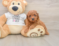 8 week old Poodle Puppy For Sale - Pilesgrove Pups