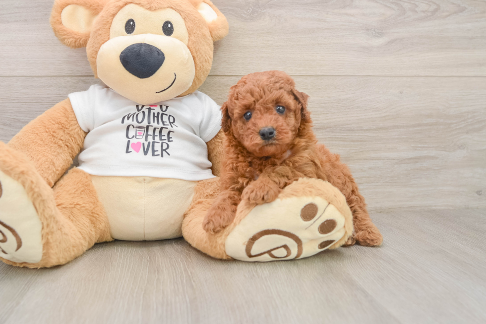 Poodle Pup Being Cute