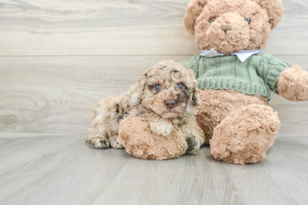 Popular Poodle Purebred Pup