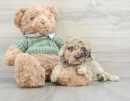 7 week old Poodle Puppy For Sale - Pilesgrove Pups