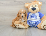 8 week old Poodle Puppy For Sale - Pilesgrove Pups