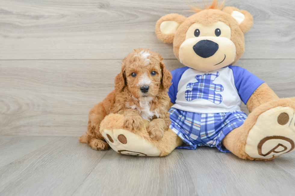 7 week old Poodle Puppy For Sale - Pilesgrove Pups