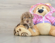 5 week old Poodle Puppy For Sale - Pilesgrove Pups