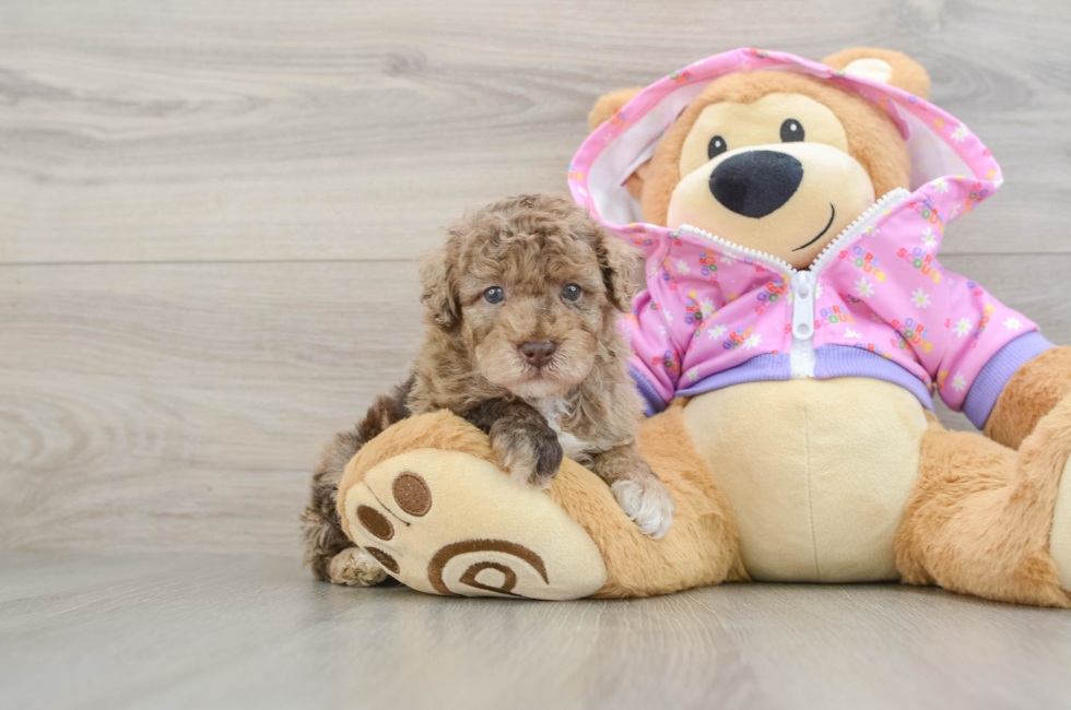 7 week old Poodle Puppy For Sale - Pilesgrove Pups