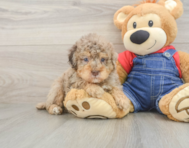 7 week old Poodle Puppy For Sale - Pilesgrove Pups