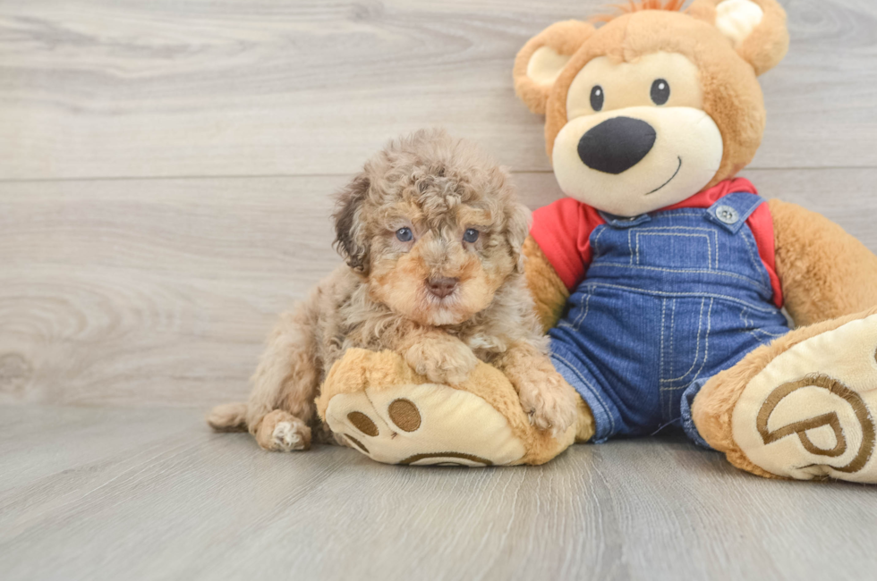 6 week old Poodle Puppy For Sale - Pilesgrove Pups