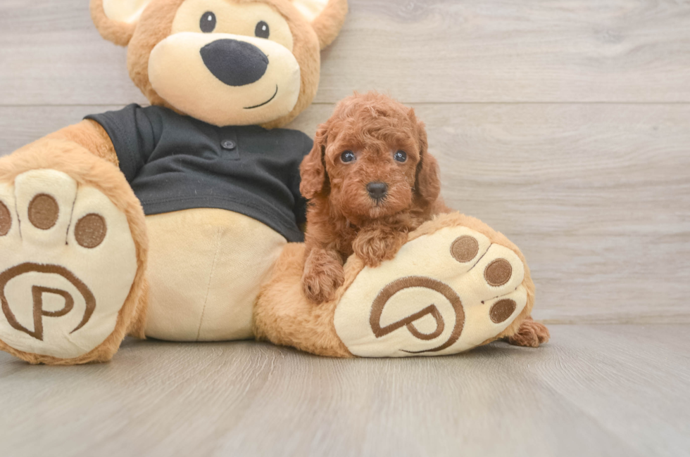 5 week old Poodle Puppy For Sale - Pilesgrove Pups
