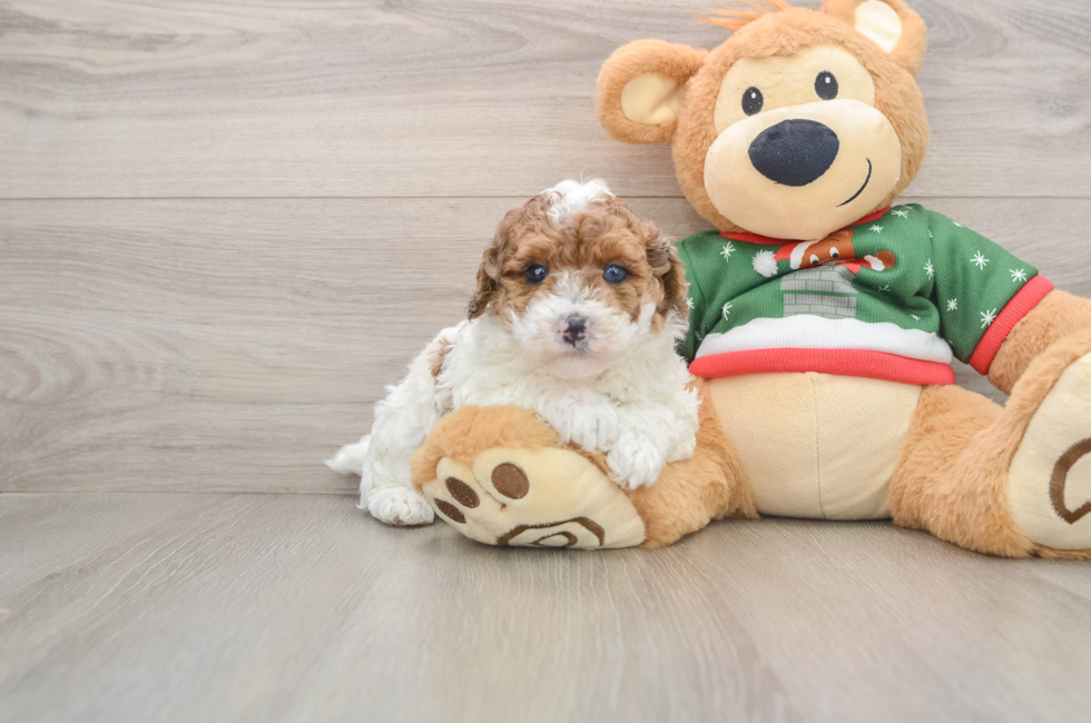 5 week old Poodle Puppy For Sale - Pilesgrove Pups