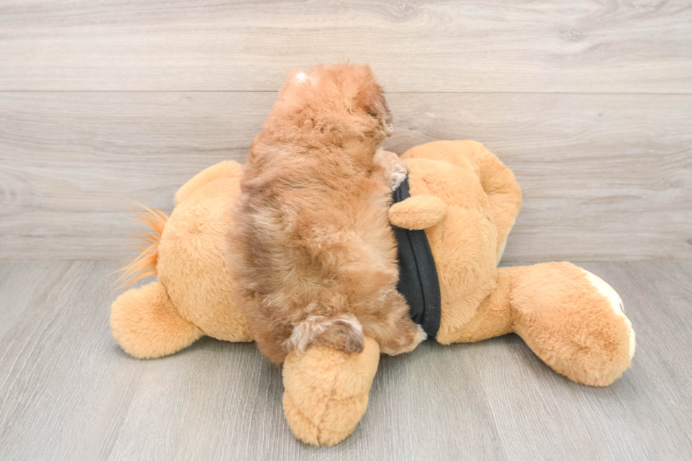 Poodle Puppy for Adoption