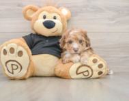 5 week old Poodle Puppy For Sale - Pilesgrove Pups