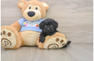 Akc Registered Poodle Baby