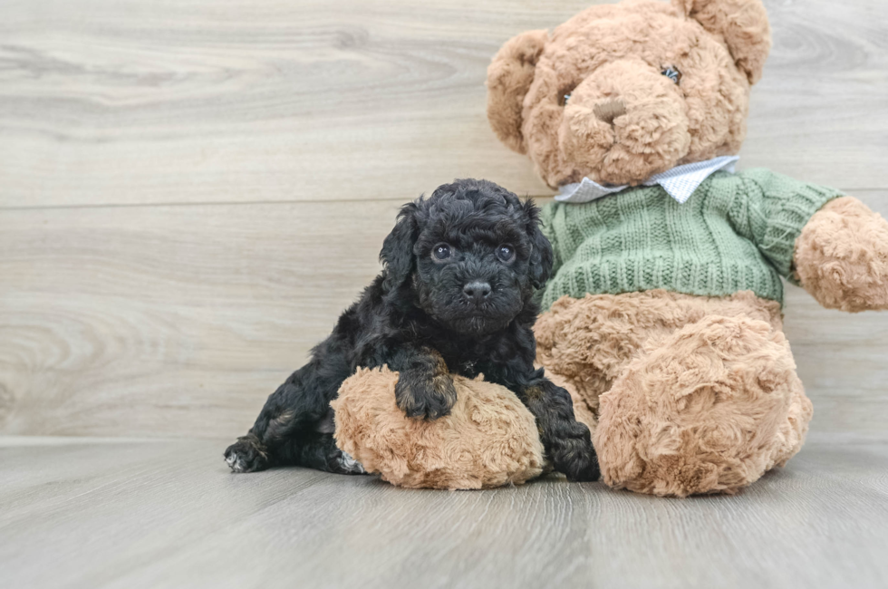 5 week old Poodle Puppy For Sale - Pilesgrove Pups