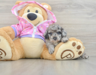 5 week old Poodle Puppy For Sale - Pilesgrove Pups