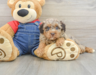 7 week old Poodle Puppy For Sale - Pilesgrove Pups