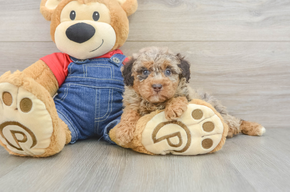 6 week old Poodle Puppy For Sale - Pilesgrove Pups
