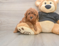 6 week old Poodle Puppy For Sale - Pilesgrove Pups