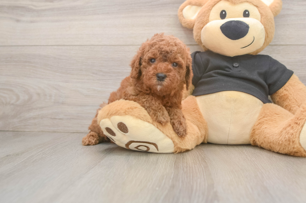 5 week old Poodle Puppy For Sale - Pilesgrove Pups