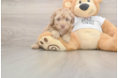 Fluffy Pooodle Purebred Puppy