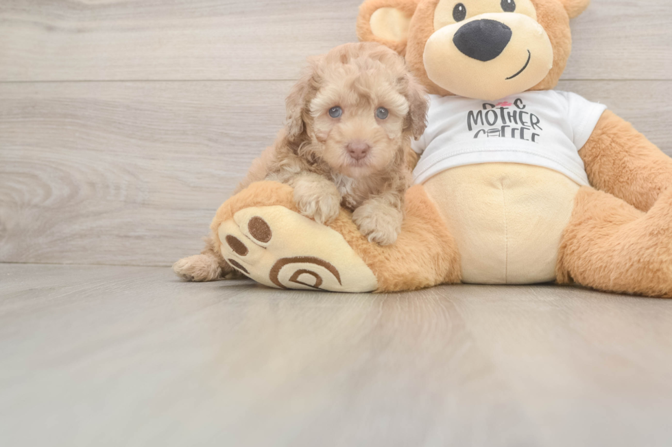 Fluffy Pooodle Purebred Puppy