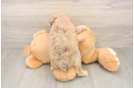 Poodle Pup Being Cute