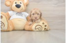 Little Poodle Baby