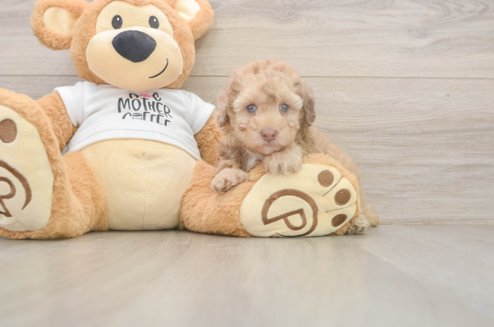 5 week old Poodle Puppy For Sale - Pilesgrove Pups