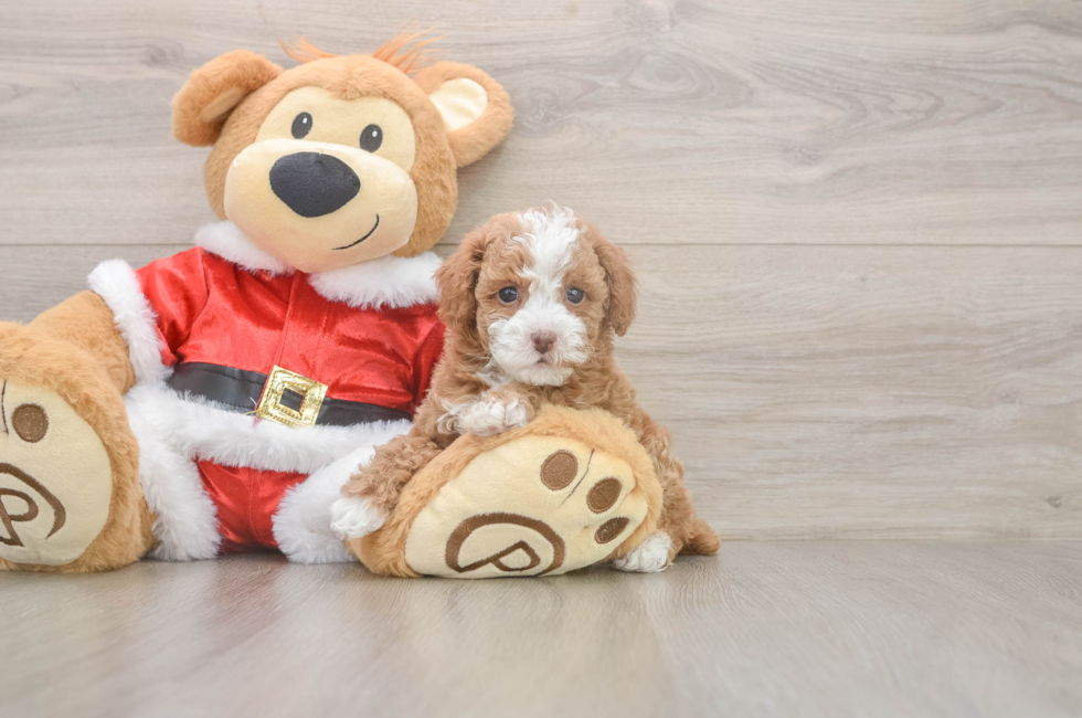 6 week old Poodle Puppy For Sale - Pilesgrove Pups