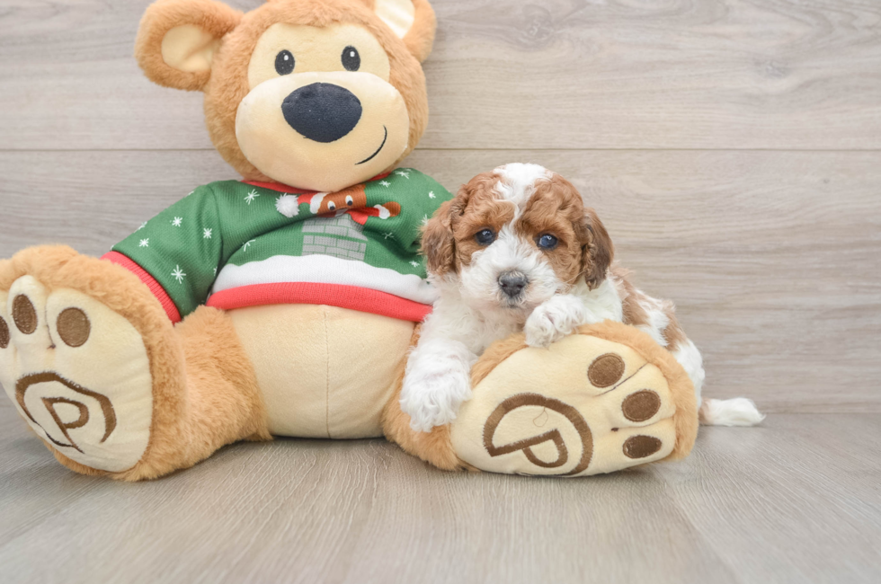 5 week old Poodle Puppy For Sale - Pilesgrove Pups