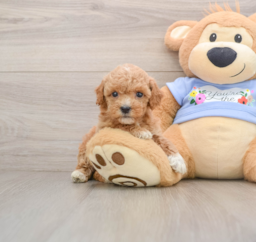 6 week old Poodle Puppy For Sale - Pilesgrove Pups