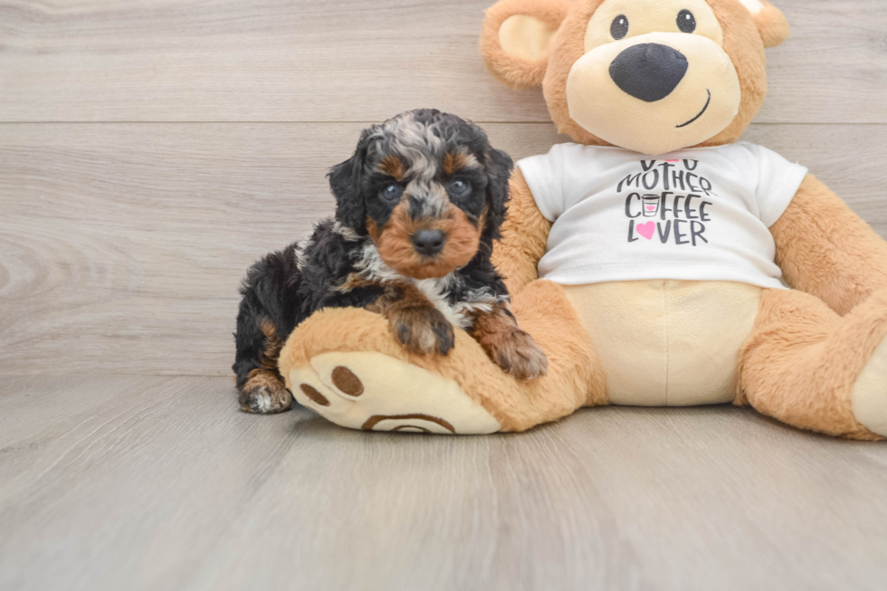 Best Poodle Baby