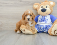 8 week old Poodle Puppy For Sale - Pilesgrove Pups