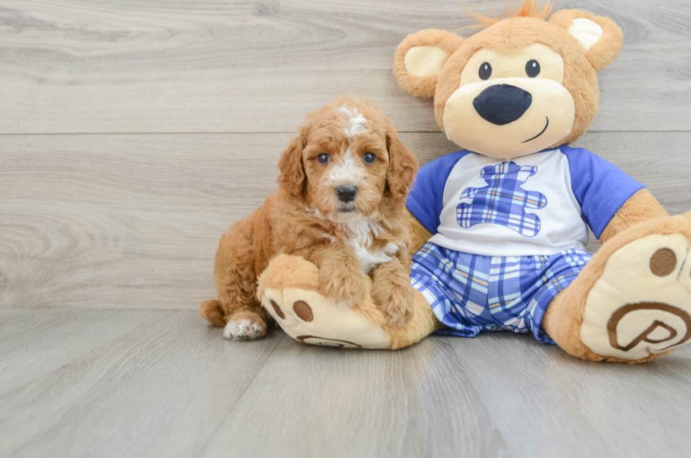 7 week old Poodle Puppy For Sale - Pilesgrove Pups