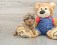 8 week old Poodle Puppy For Sale - Pilesgrove Pups