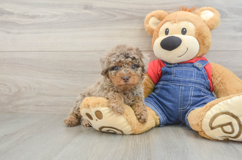 6 week old Poodle Puppy For Sale - Pilesgrove Pups