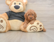 7 week old Poodle Puppy For Sale - Pilesgrove Pups