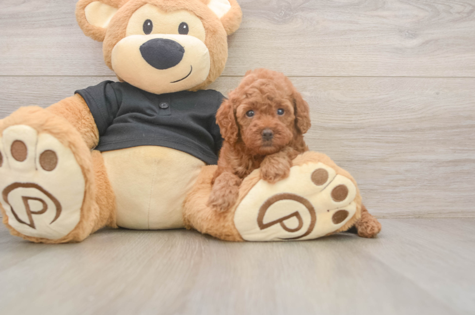5 week old Poodle Puppy For Sale - Pilesgrove Pups