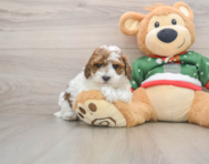 7 week old Poodle Puppy For Sale - Pilesgrove Pups