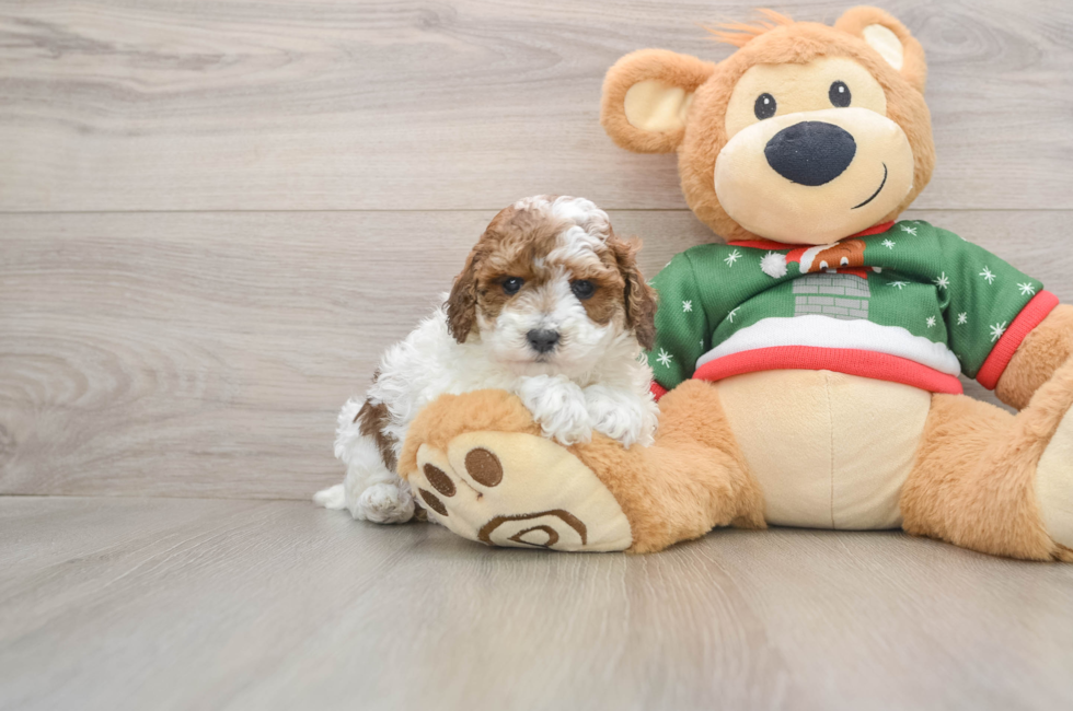 5 week old Poodle Puppy For Sale - Pilesgrove Pups