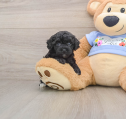 7 week old Poodle Puppy For Sale - Pilesgrove Pups