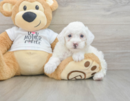 7 week old Poodle Puppy For Sale - Pilesgrove Pups