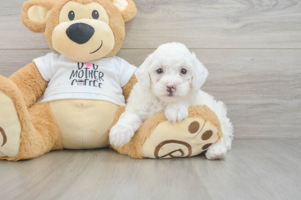 7 week old Poodle Puppy For Sale - Pilesgrove Pups