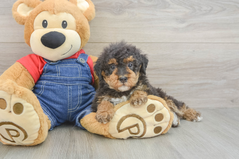 5 week old Poodle Puppy For Sale - Pilesgrove Pups